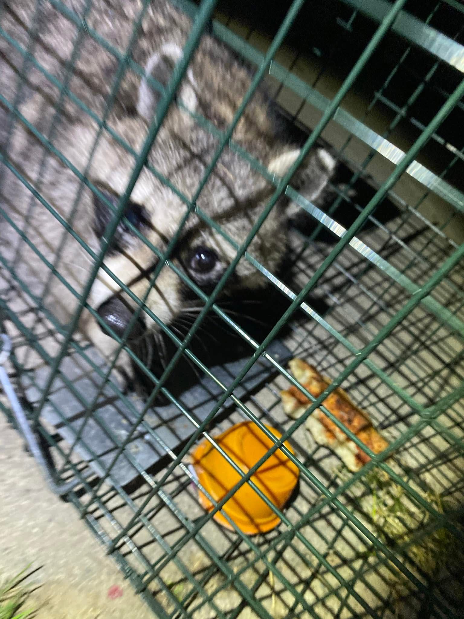 A raccoon is sitting in a cage with a bowl of food.