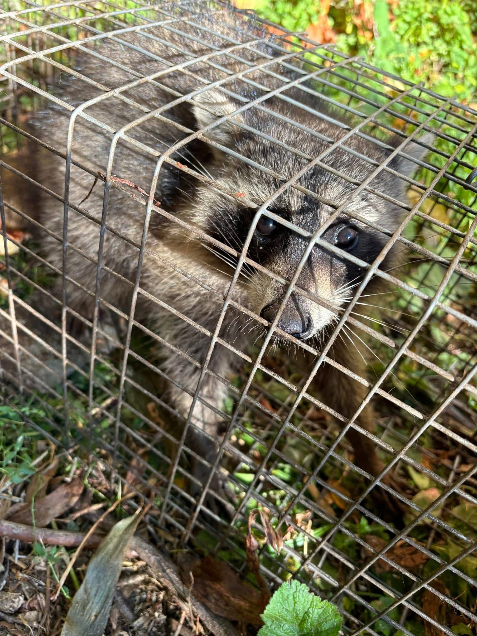 A raccoon is sitting in a wire cage.