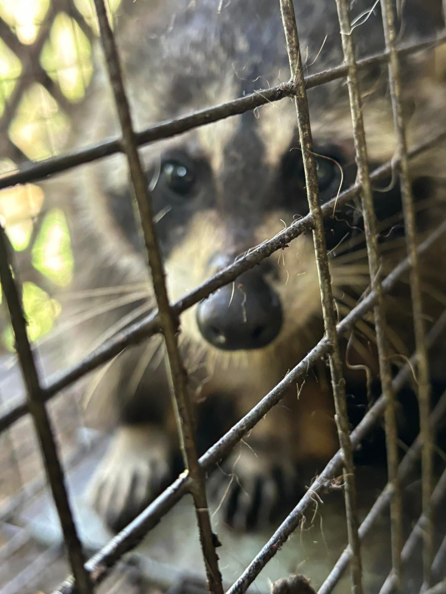 A raccoon is sitting in a cage looking through the bars.