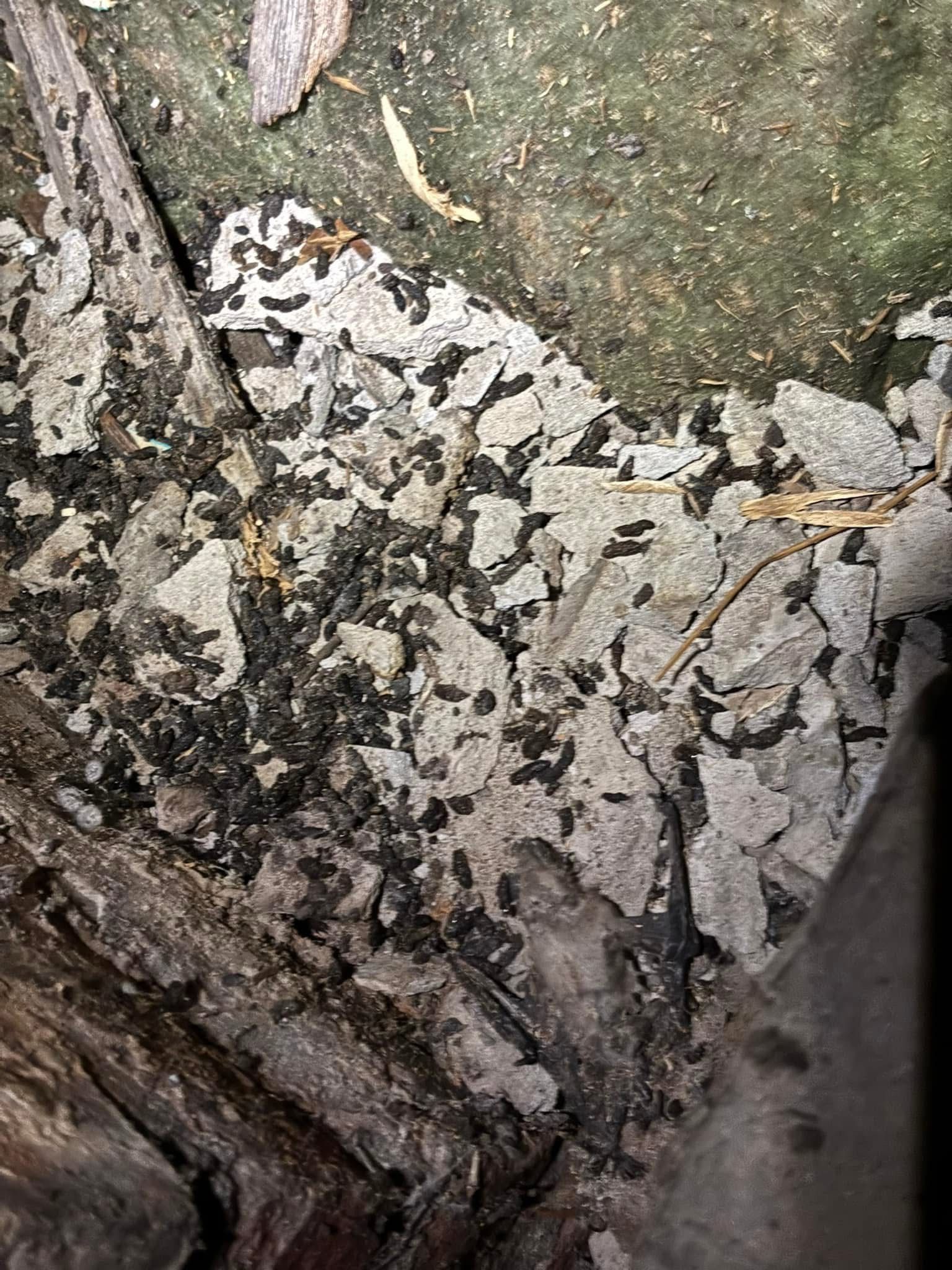 A close up of a pile of leaves on the ground.