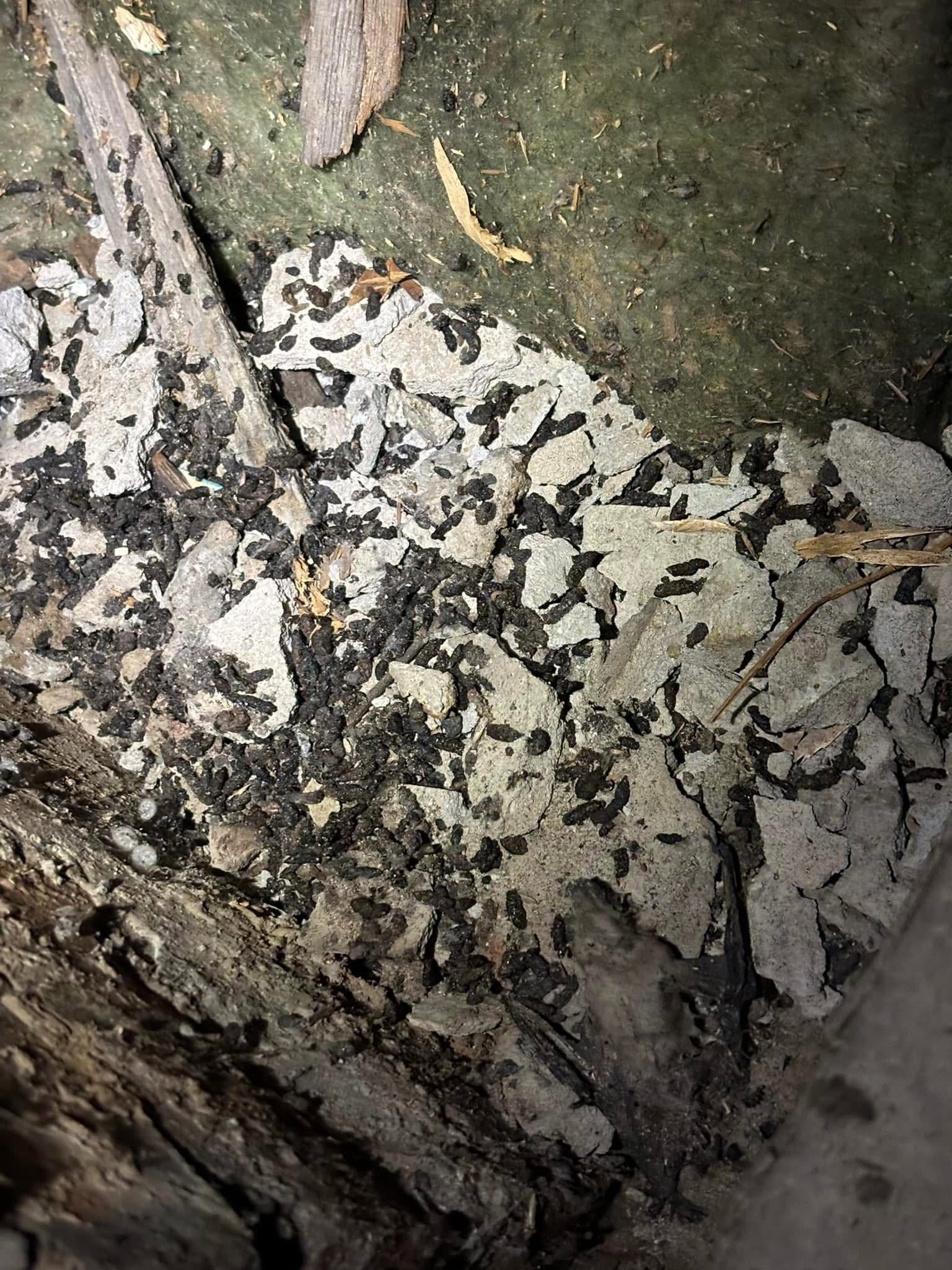 A close up of a pile of leaves on the ground.