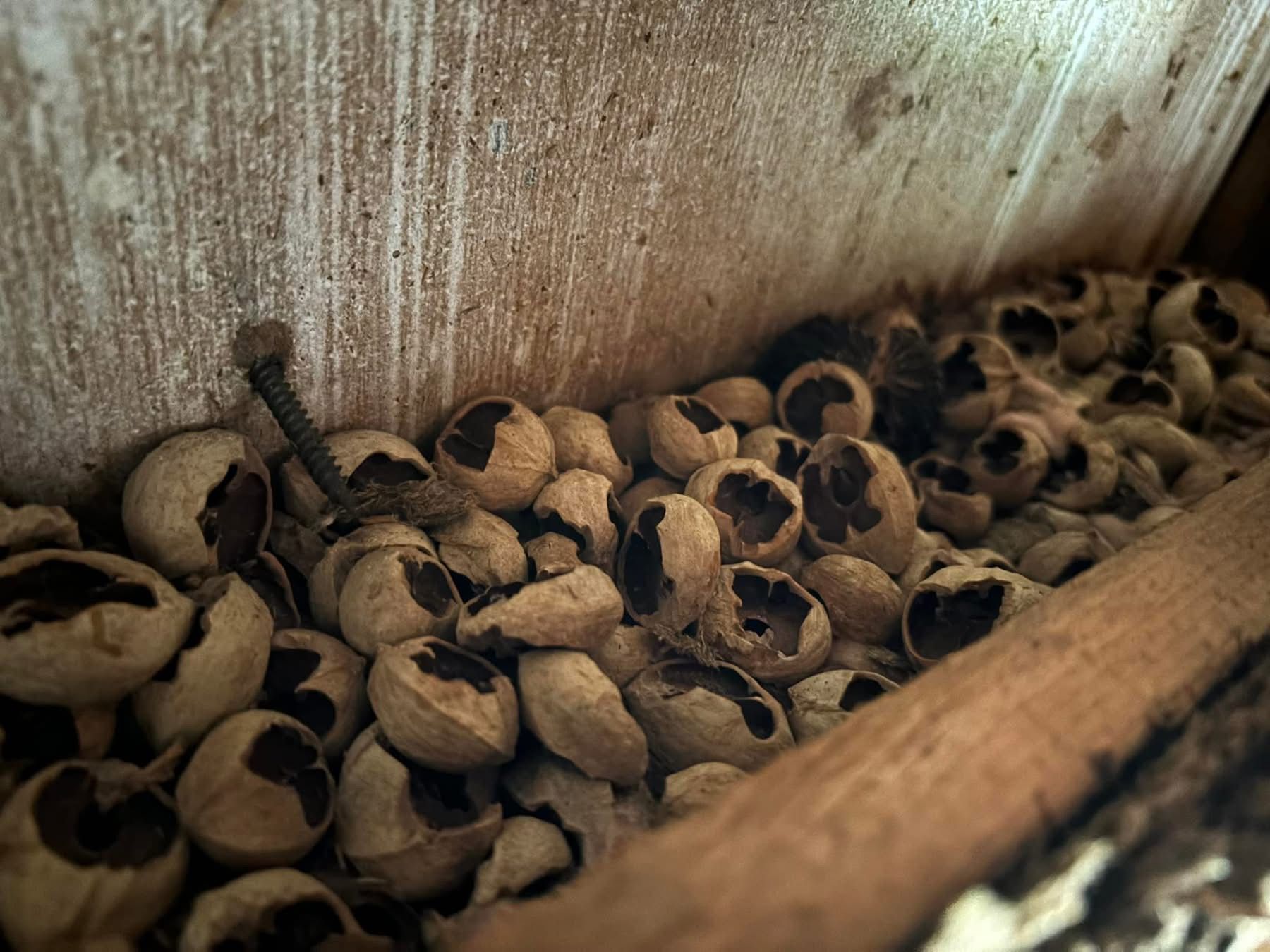 A wooden box filled with nuts and a screw.