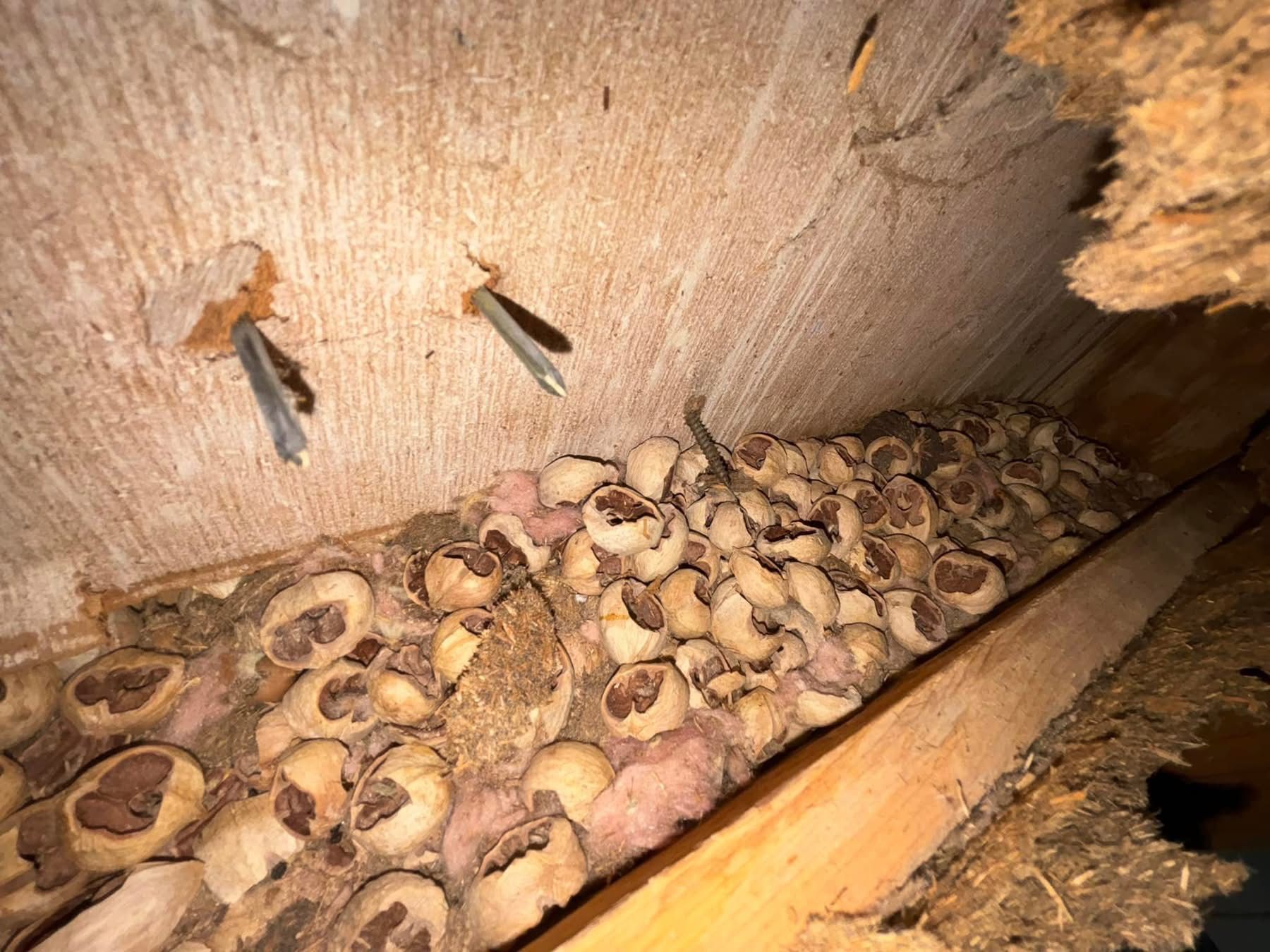 A bunch of nuts are sitting on top of a wooden table.