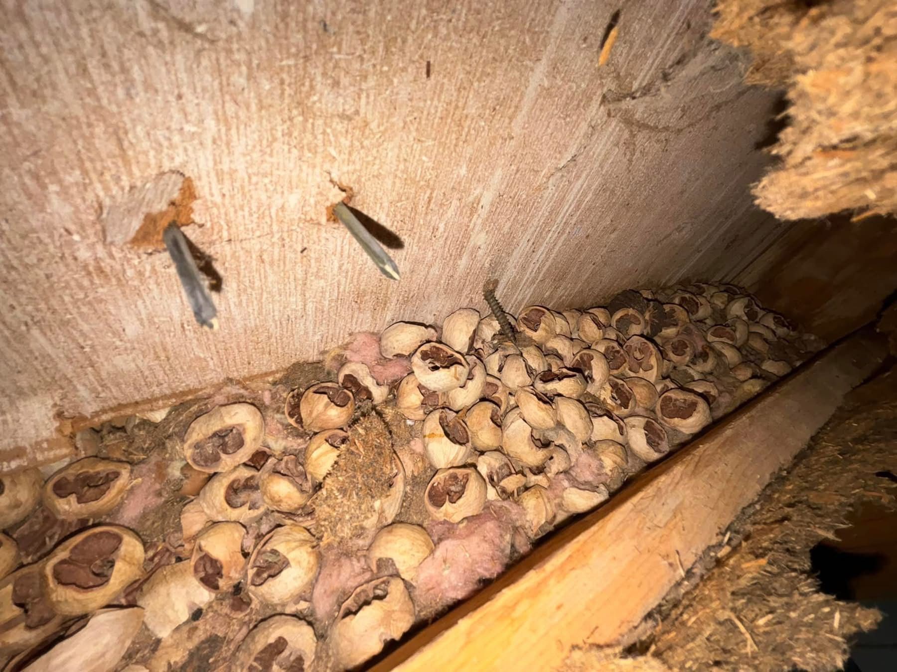 A bunch of nuts are sitting on top of a wooden table.