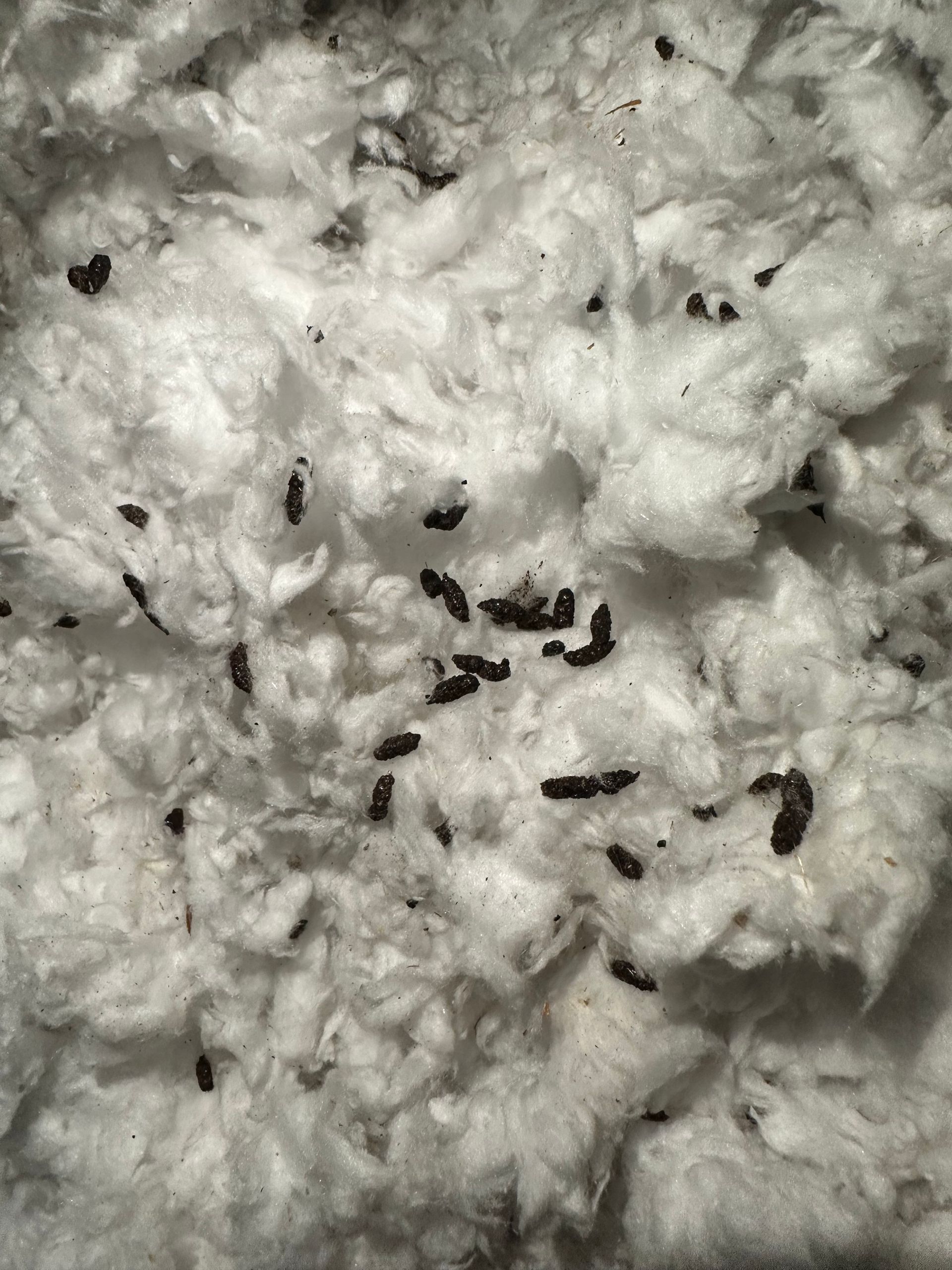 A close up of a pile of cotton balls with black bugs on it.