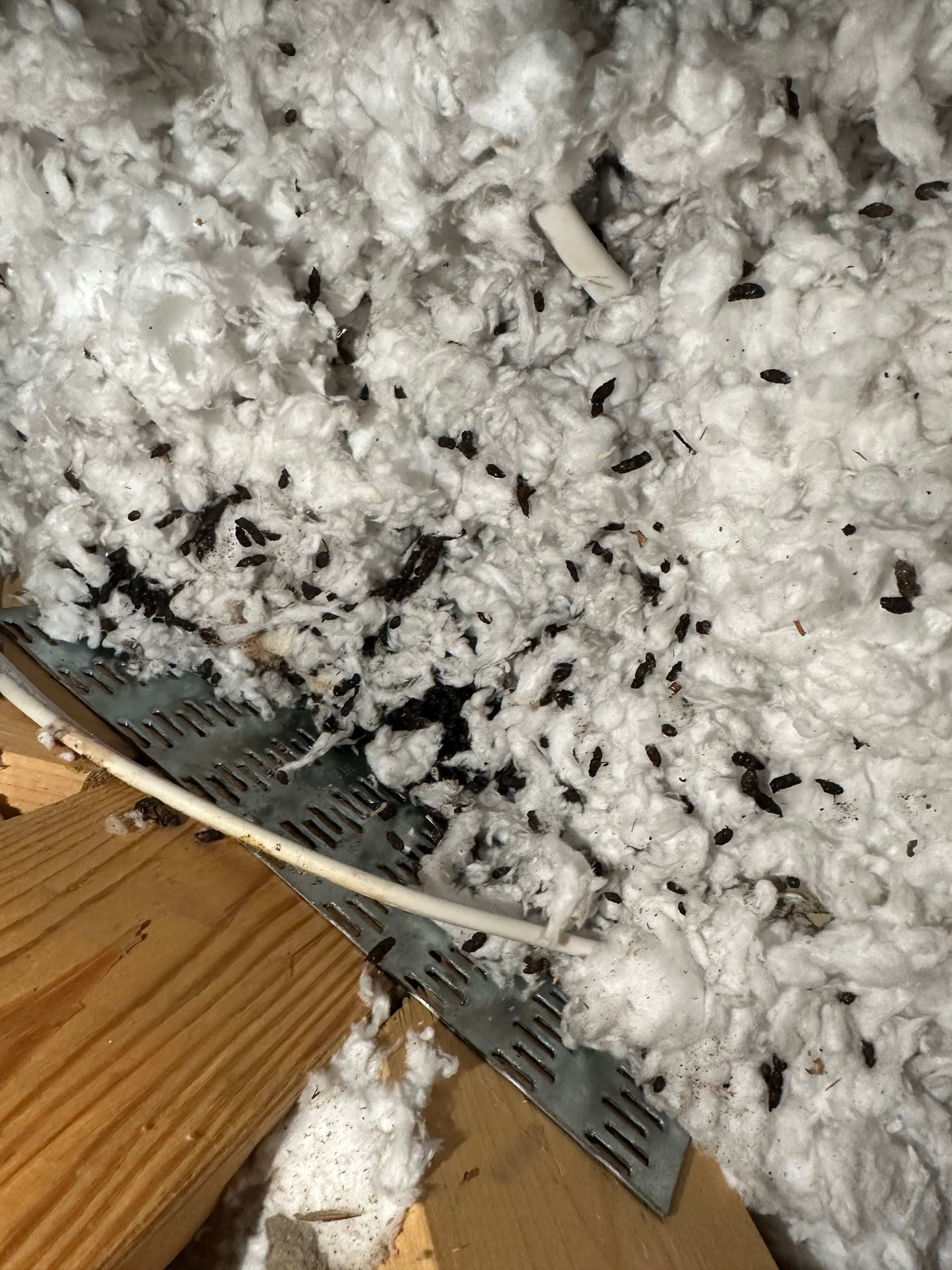 There are a lot of bugs in the attic.