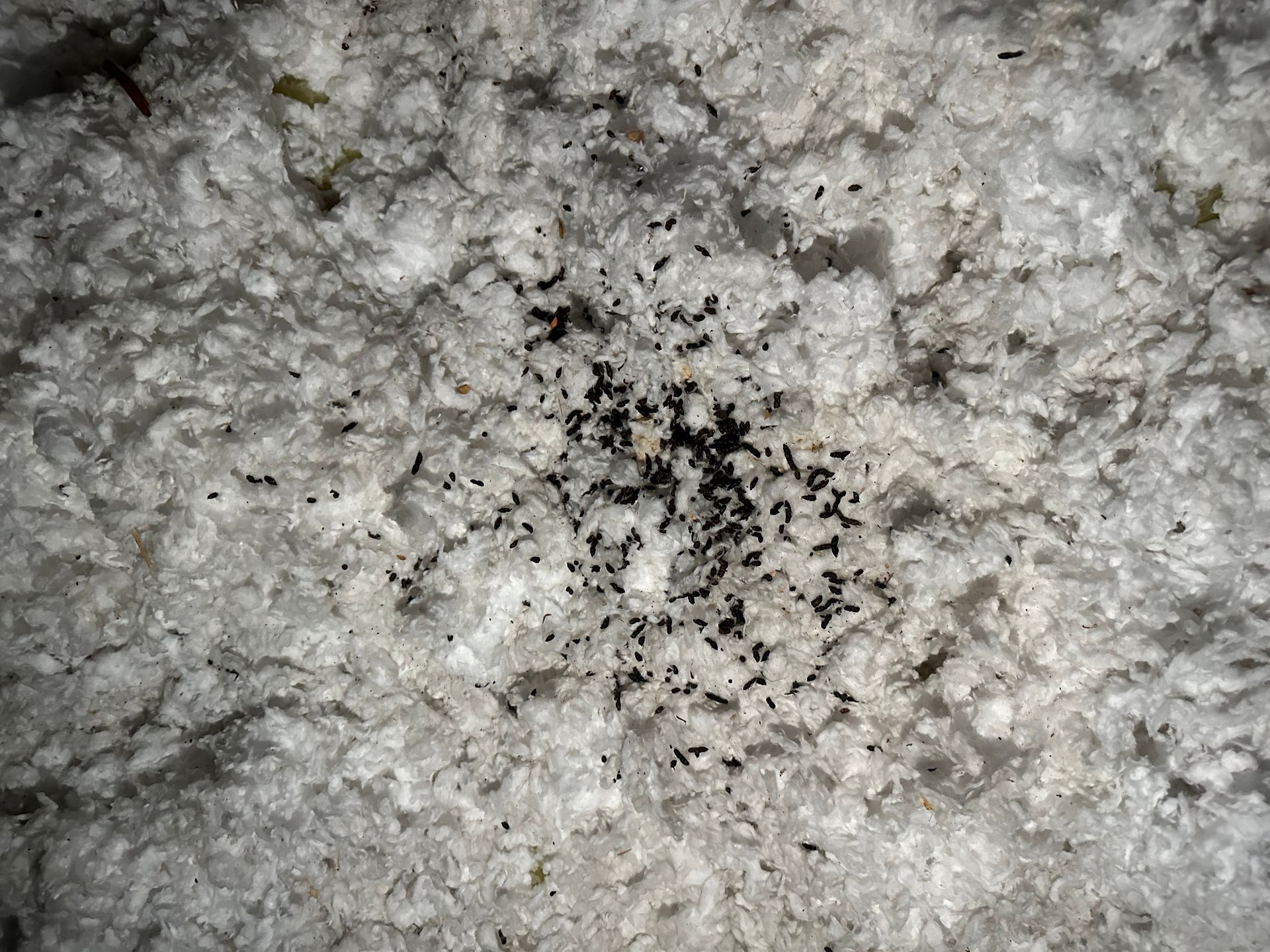 A close up of a pile of white foam with black spots on it.