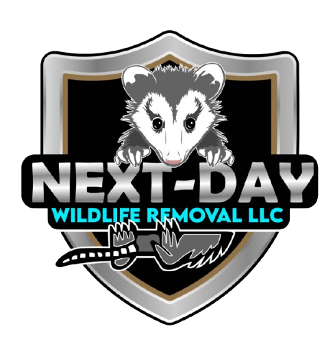Next Day Wildlife Removal