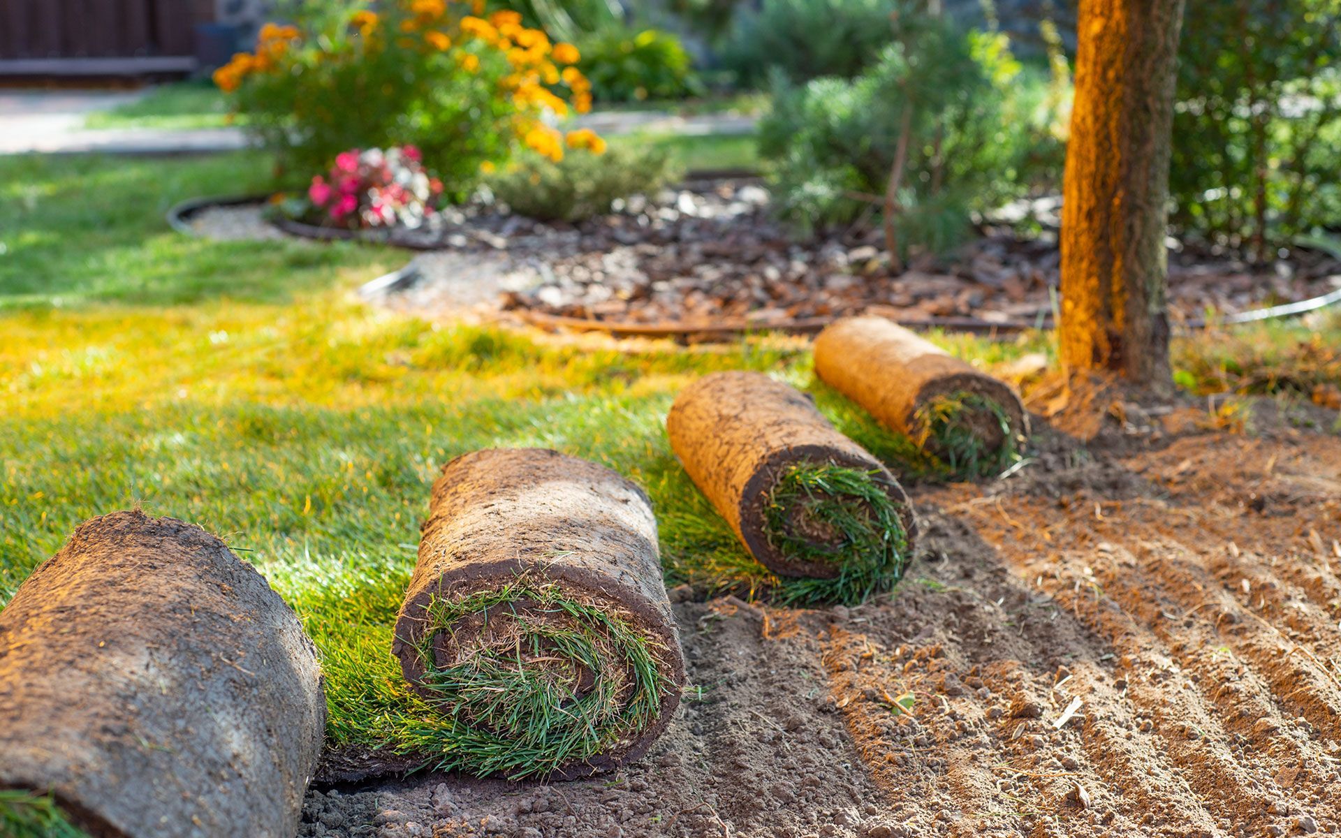 Rolls of sod in a yard being laid, with a tree and flowers in the background.