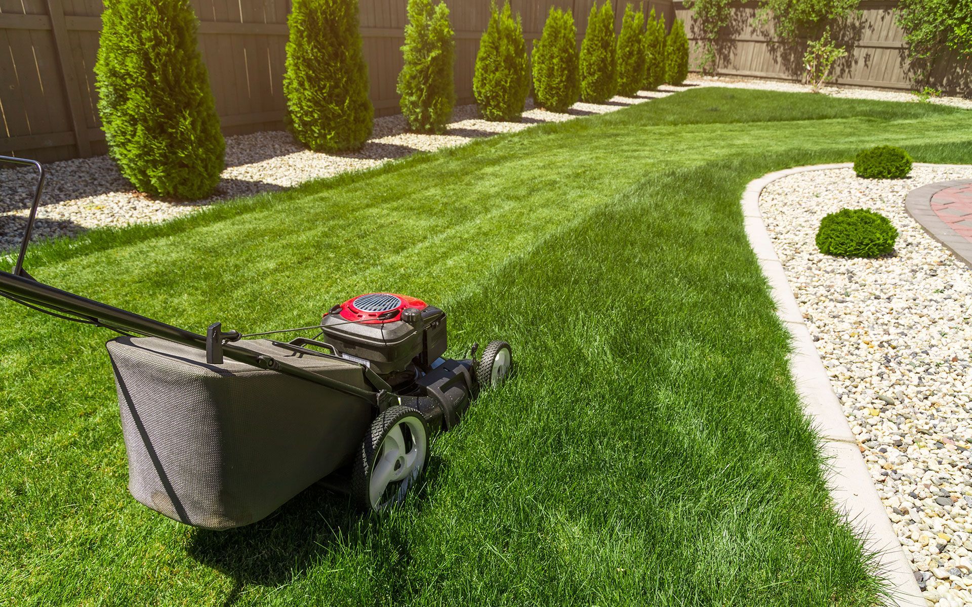 Lawnmower on a green lawn, cutting grass near a gravel path and cedar trees.