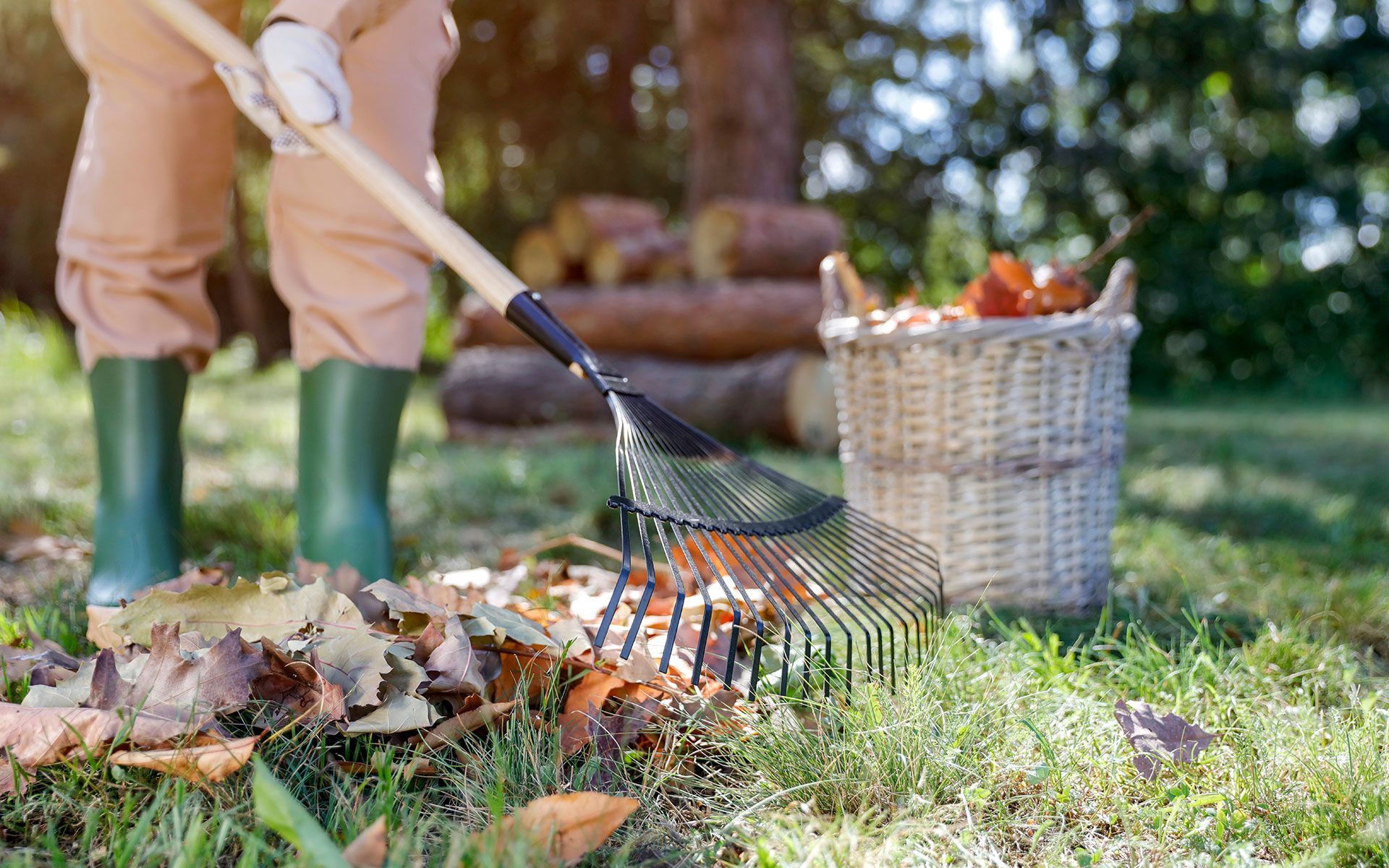 Person raking leaves on grassy lawn, basket, logs, wearing boots and gloves.