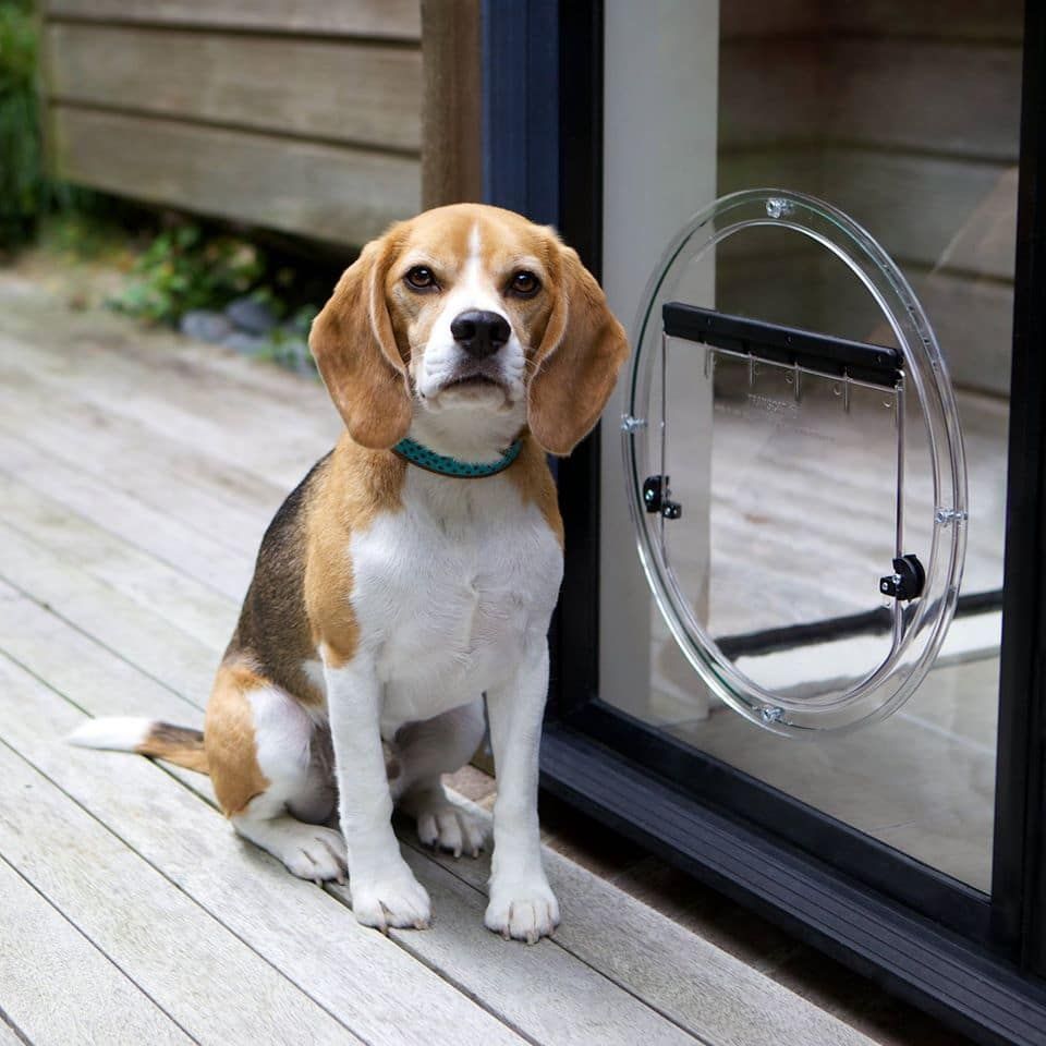 A Brown and White Dog Is Sitting Next to A Glass Door — North Queensland Glass & Glazing In Cannonvale, QLD