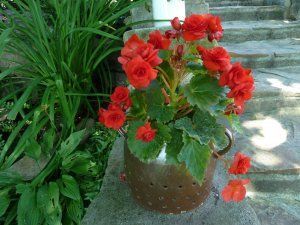 A potted plant with red flowers is sitting on a stone ledge.