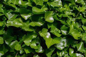 A close up of a bush with lots of green leaves.