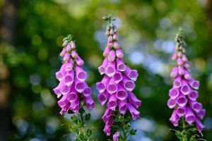 Three purple foxglove flowers are growing in a garden.