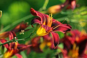 A close up of a red and yellow flower with a green background.