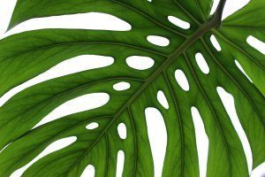 A close up of a green leaf with holes in it on a white background.