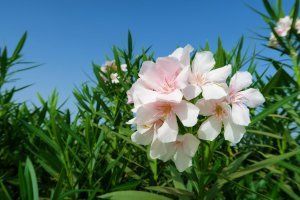 A bunch of pink and white flowers are growing in a field.