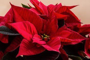 A close up of a red poinsettia flower with green leaves.