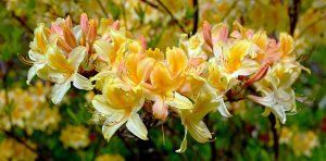 A close up of a bunch of yellow flowers on a tree branch.