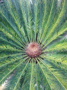 The leaves of a palm tree are arranged in a circular pattern.