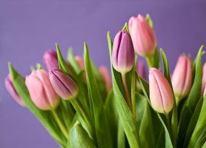 A bunch of pink tulips with green leaves on a purple background.