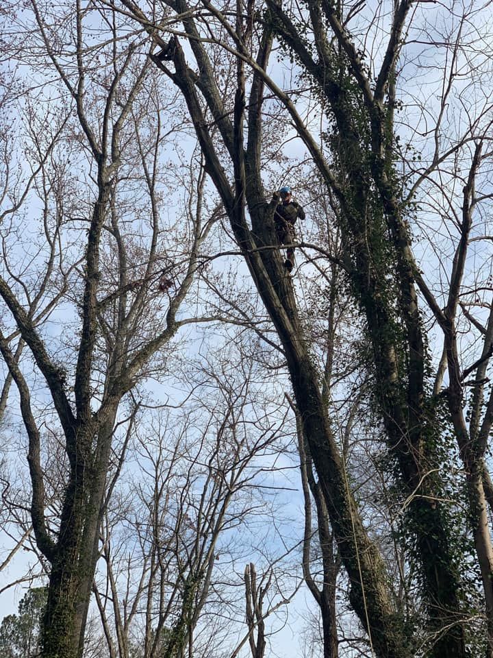 emergency tree removal company, tree trimming, tree pruning, stump grinding, stump removal, tree care specialists, land clearing company, turner's tree service