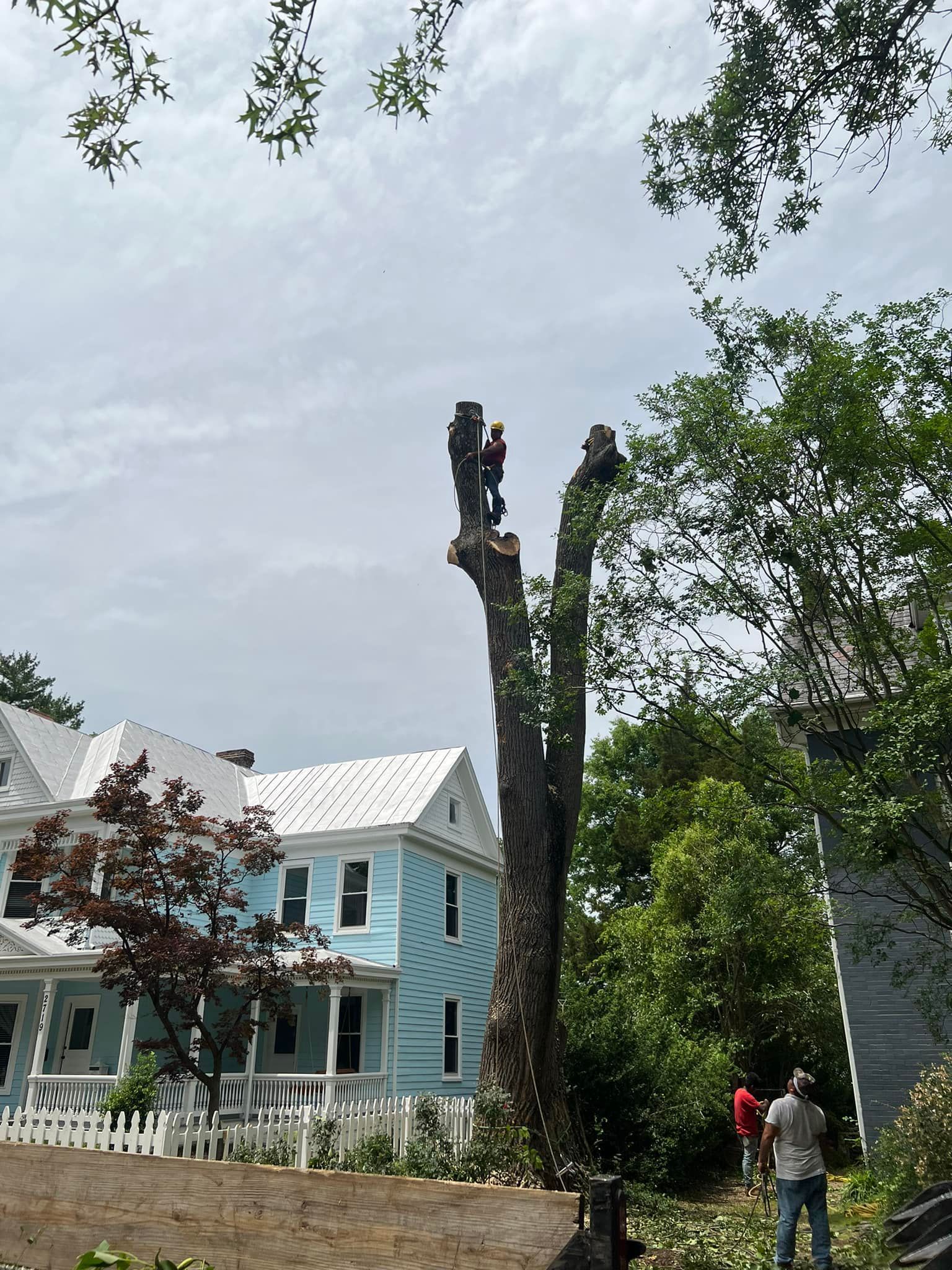 tree removal midlothian virginia, tree care, arborist in chesterfield va