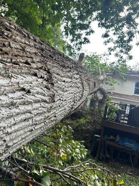 emergency tree removal company, tree trimming, tree pruning, stump grinding, stump removal, tree care specialists, land clearing company, turner's tree service