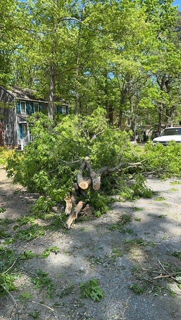 emergency tree removal company, tree trimming, tree pruning, stump grinding, stump removal, tree care specialists, land clearing company, turner's tree service