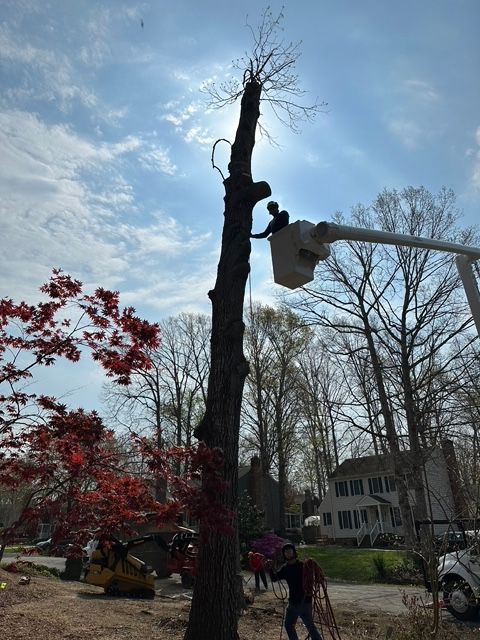 tree removal chesterfield va, tree removal company, affordable tree removal, licensed arborist in midlothian va, midlothian tree removal company