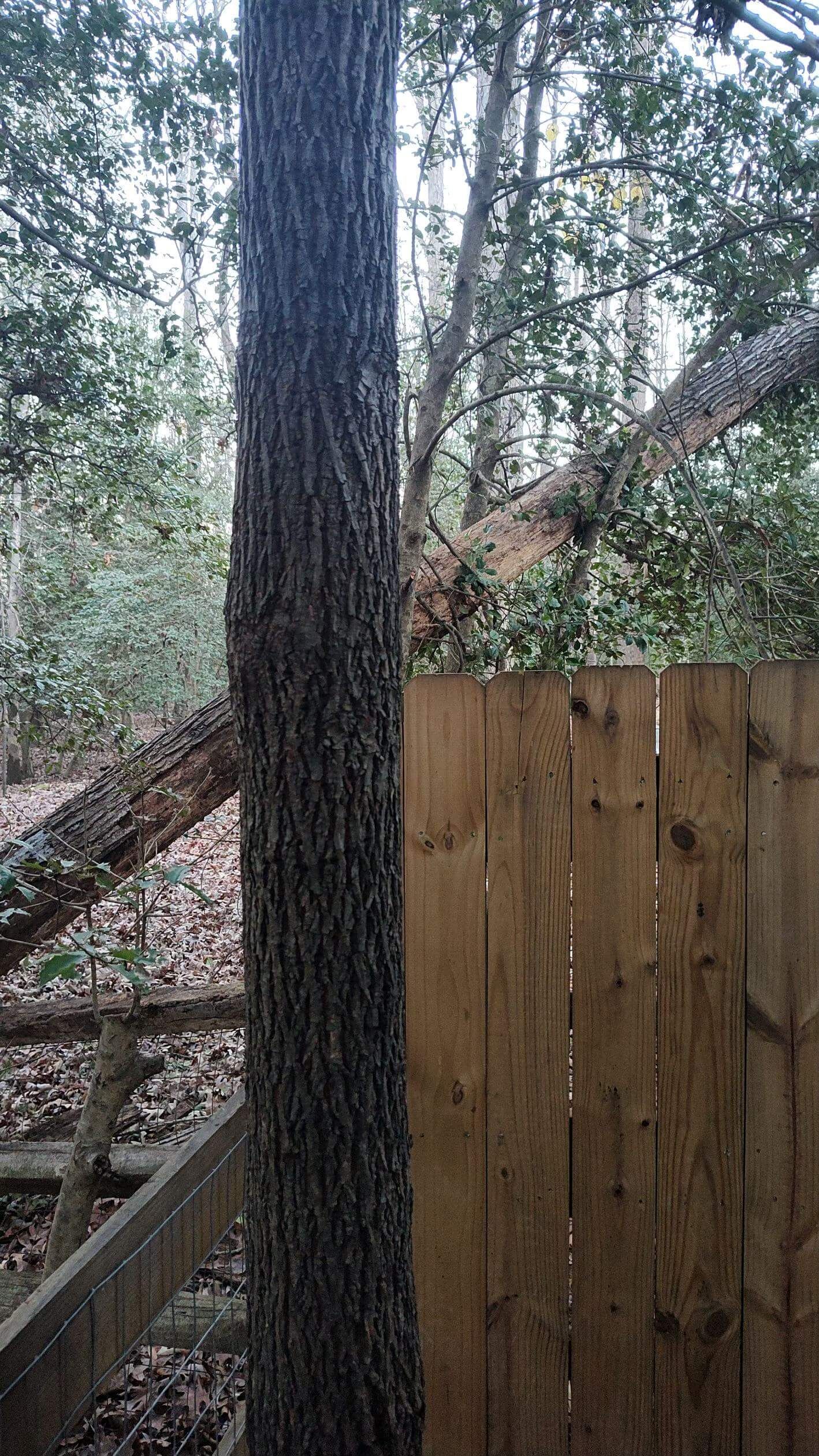 tree removal company richmond va, tree cutting, chainsaws, tree cranes, tree equipment, tree trimming, emergency storm damage cleanup