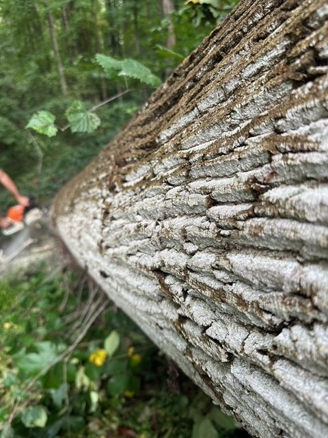 emergency tree removal company, tree trimming, tree pruning, stump grinding, stump removal, tree care specialists, land clearing company, turner's tree service
