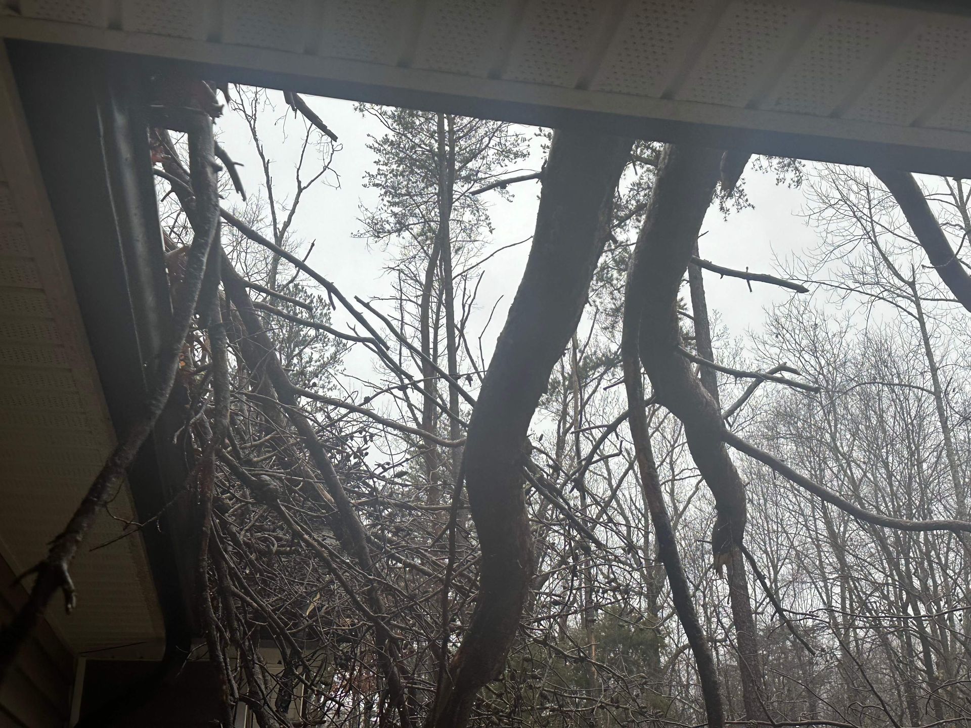 uprooted trees, emergency tree service, tree removal company midlothian va, turners tree service