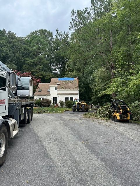 tree removal chesterfield va, tree removal company, affordable tree removal, licensed arborist in midlothian va, midlothian tree removal company
