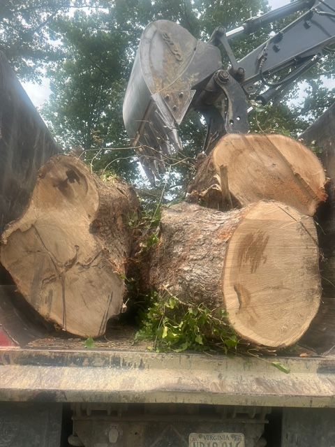 tree removal chesterfield va, tree removal company, affordable tree removal, licensed arborist in midlothian va, midlothian tree removal company