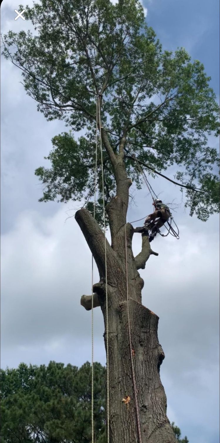 fallen tree in driveway, emergency tree service