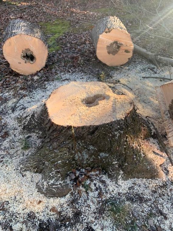 stump grinding midlothian va, stump removal services midlothian