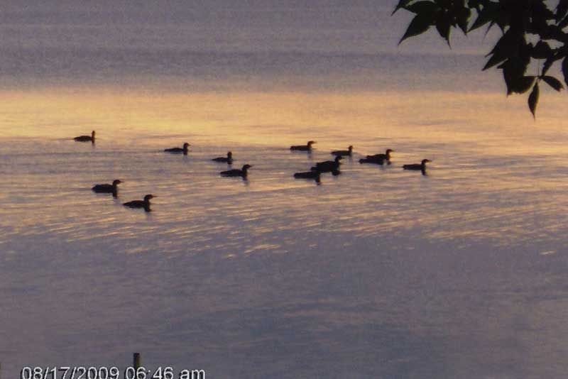 A group of ducks are swimming in a body of water