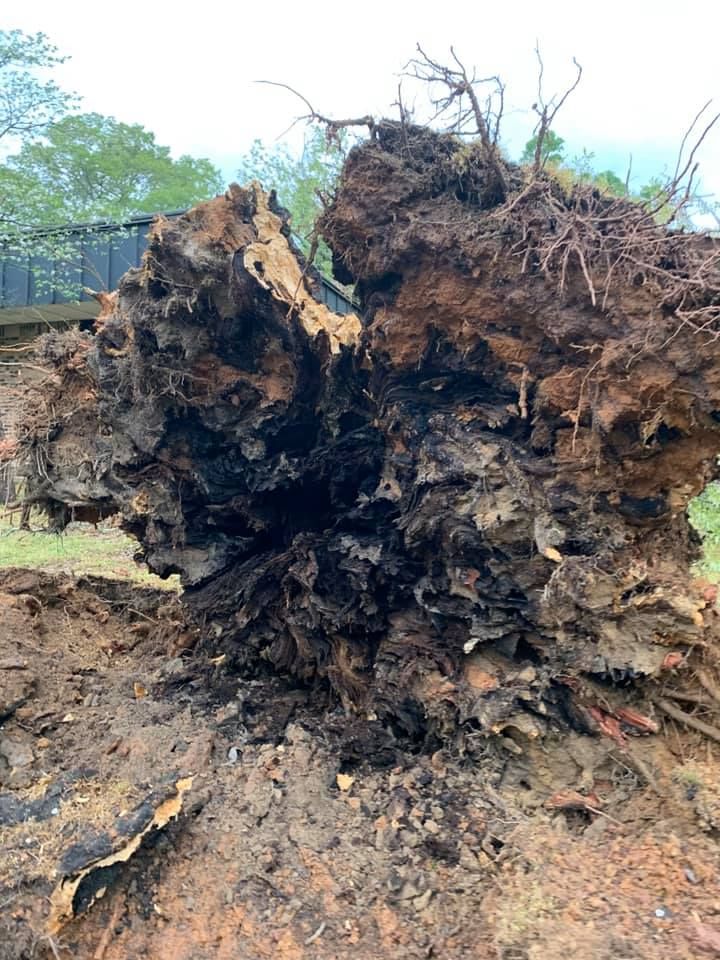 Crane is Cutting a Tree — Sanford, NC — Phil Stone & Sons Tree Removal