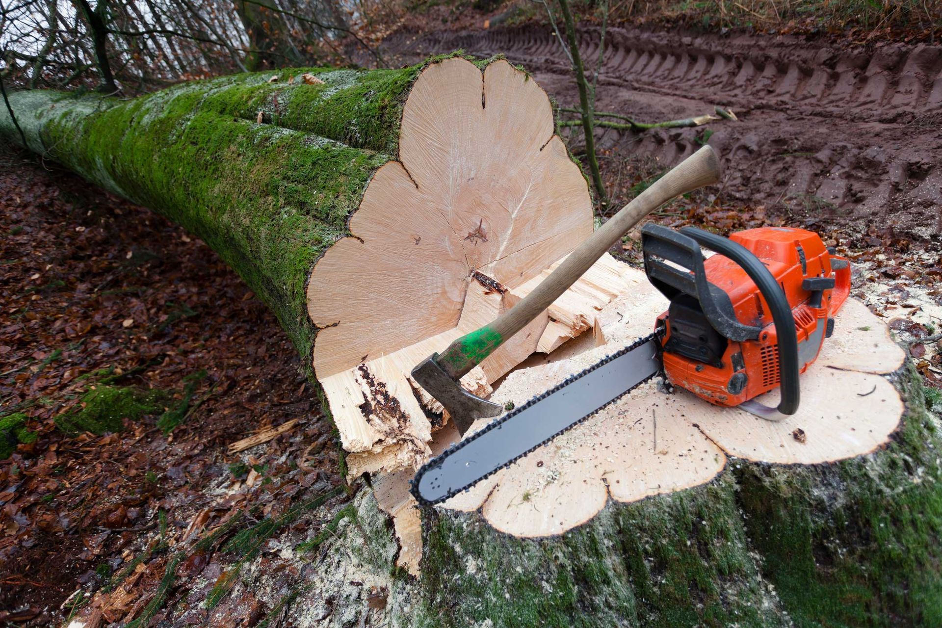 Close-up of a cut down tree with a saw and axe on the trunk.