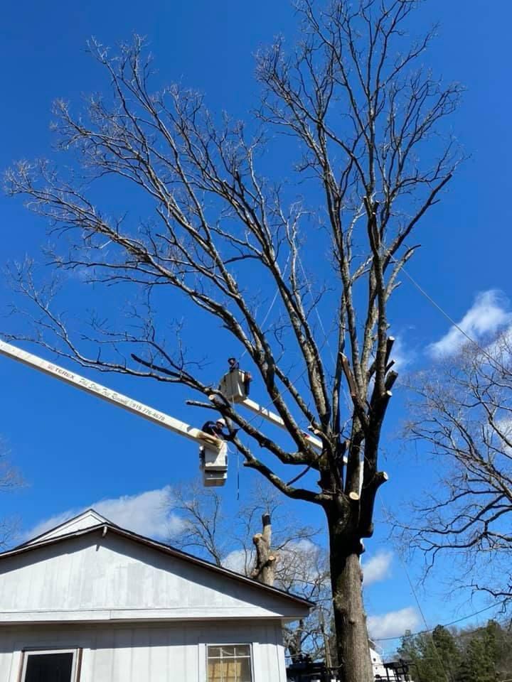 Man in a Bucket is Cutting a Tree — Sanford, NC — Phil Stone & Sons Tree Removal