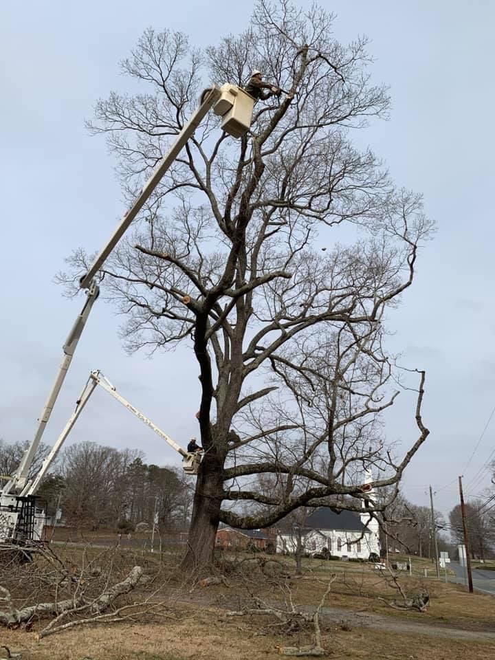 Arborist Trims Notable Tree — Sanford, NC — Phil Stone & Sons Tree Removal