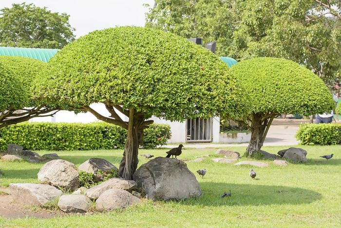a plant tree on front yard