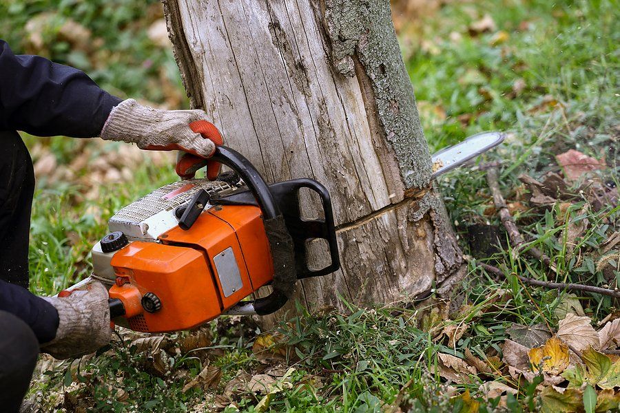 cutting down the tree using chainsaw