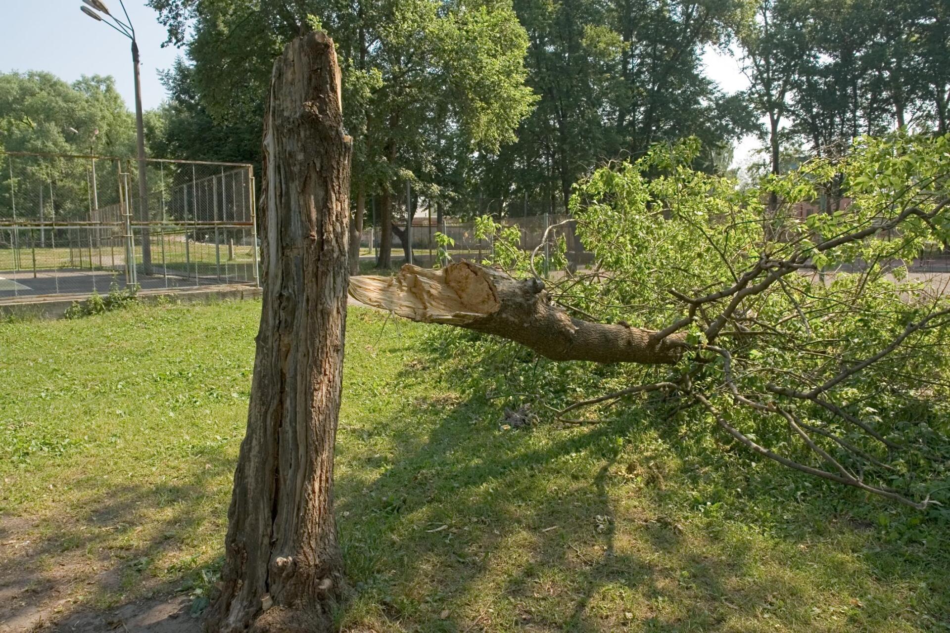 tree fell on the ground