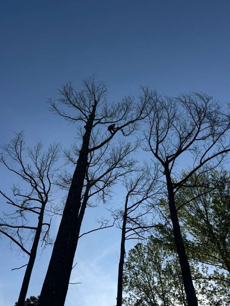 Climber high in a standing-dead hardwood canopy with bare branches against the sky