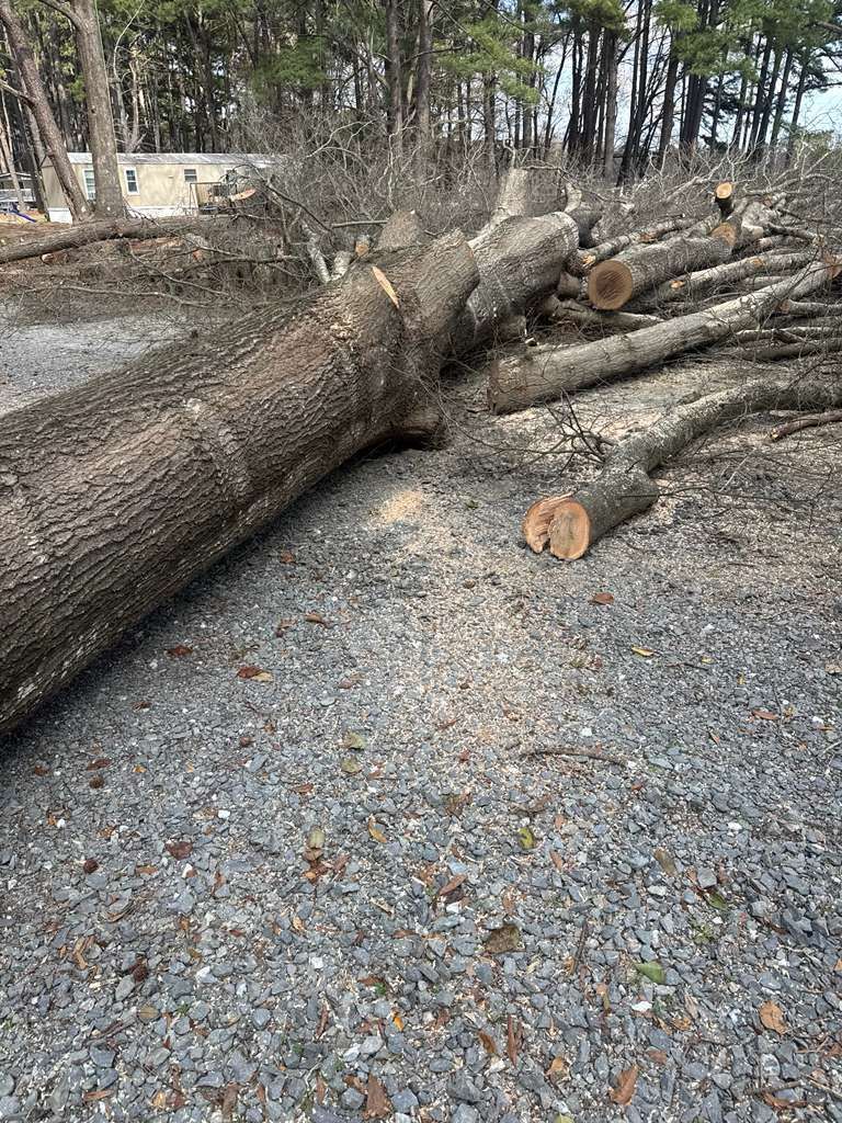 Felled hardwood bucked into sections on a gravel driveway with wood chips and stacked logs