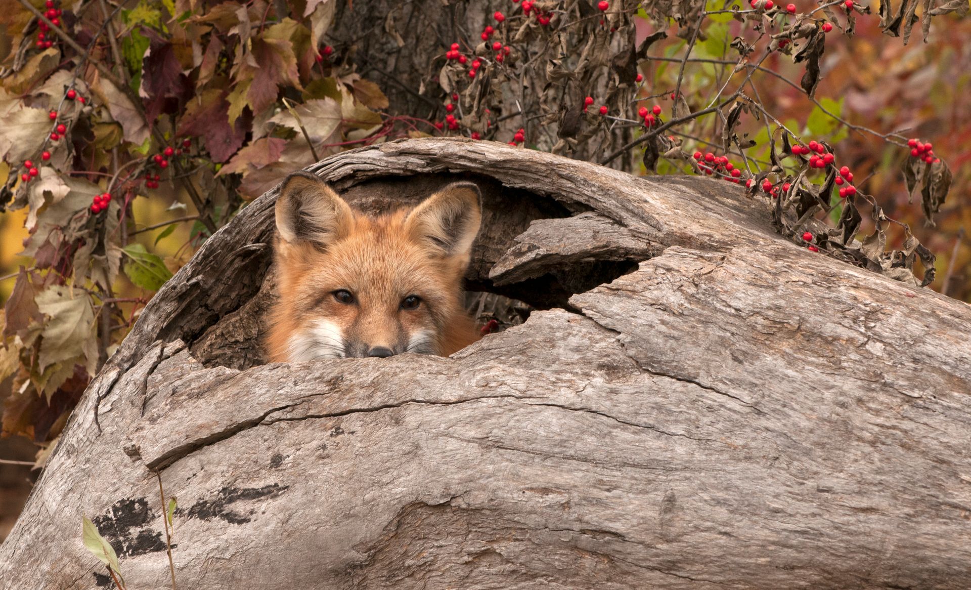Fox peeks out from a hollow log in a forest setting, autumn leaves and berries visible. Fox peeks out from a hollow log in a forest setting, autumn leaves and berries visible.