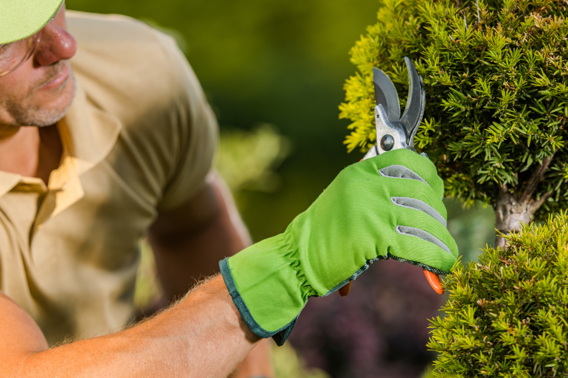 Person trimming small branches on a garden shrub with pruning shears
